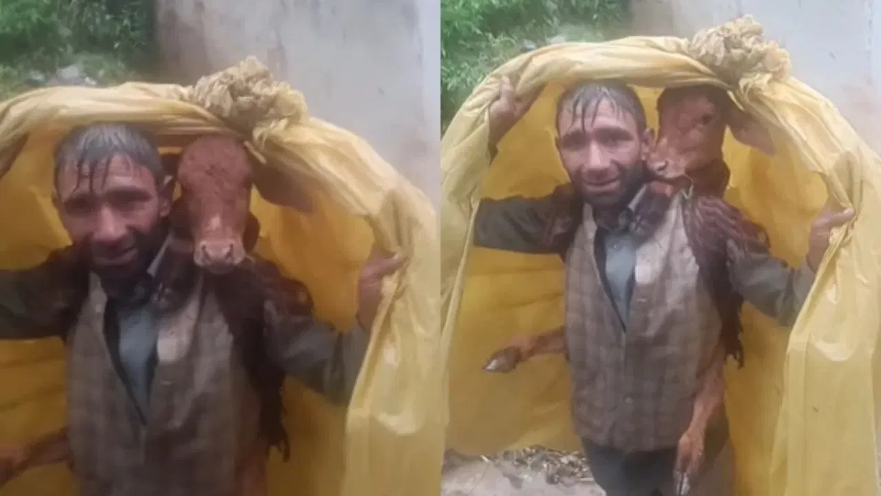 बाढ़ में फंसे बछड़े की बचाई जान, प्लास्टिक में लपेटकर कंधे पर उठाकर ले गया शख्स,