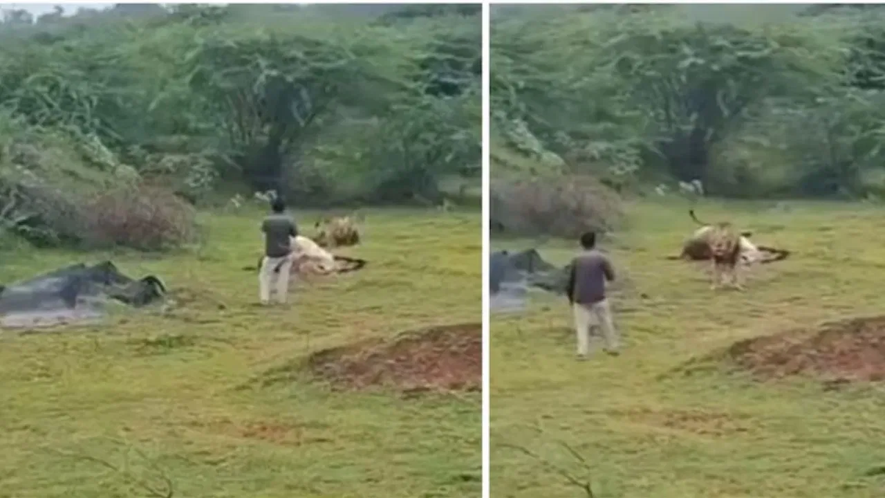 Viral: शिकार को मजे से खा रहा था शेर, वीडियो बनाने के लिए जंगल के राजा करीब पहुंचा शख्स…फिर दिखा कुछ ऐसा सीन