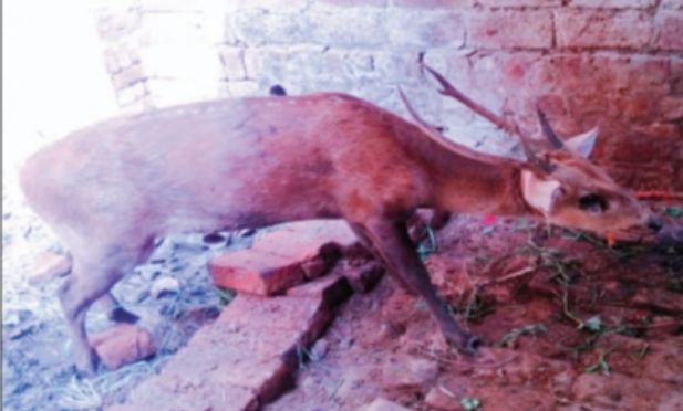 कुत्तों की झुंड से घिरे एक हिरण गांव के लोगों ने  बचाई जान।