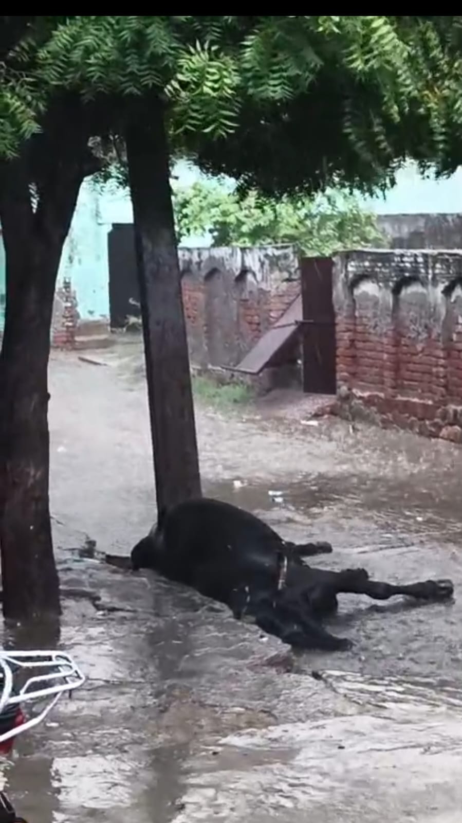 बिजली विभाग की लापरवाही से गर्भवती गाय की दर्दनाक मौत, ग्रामीणों में भारी आक्रोश