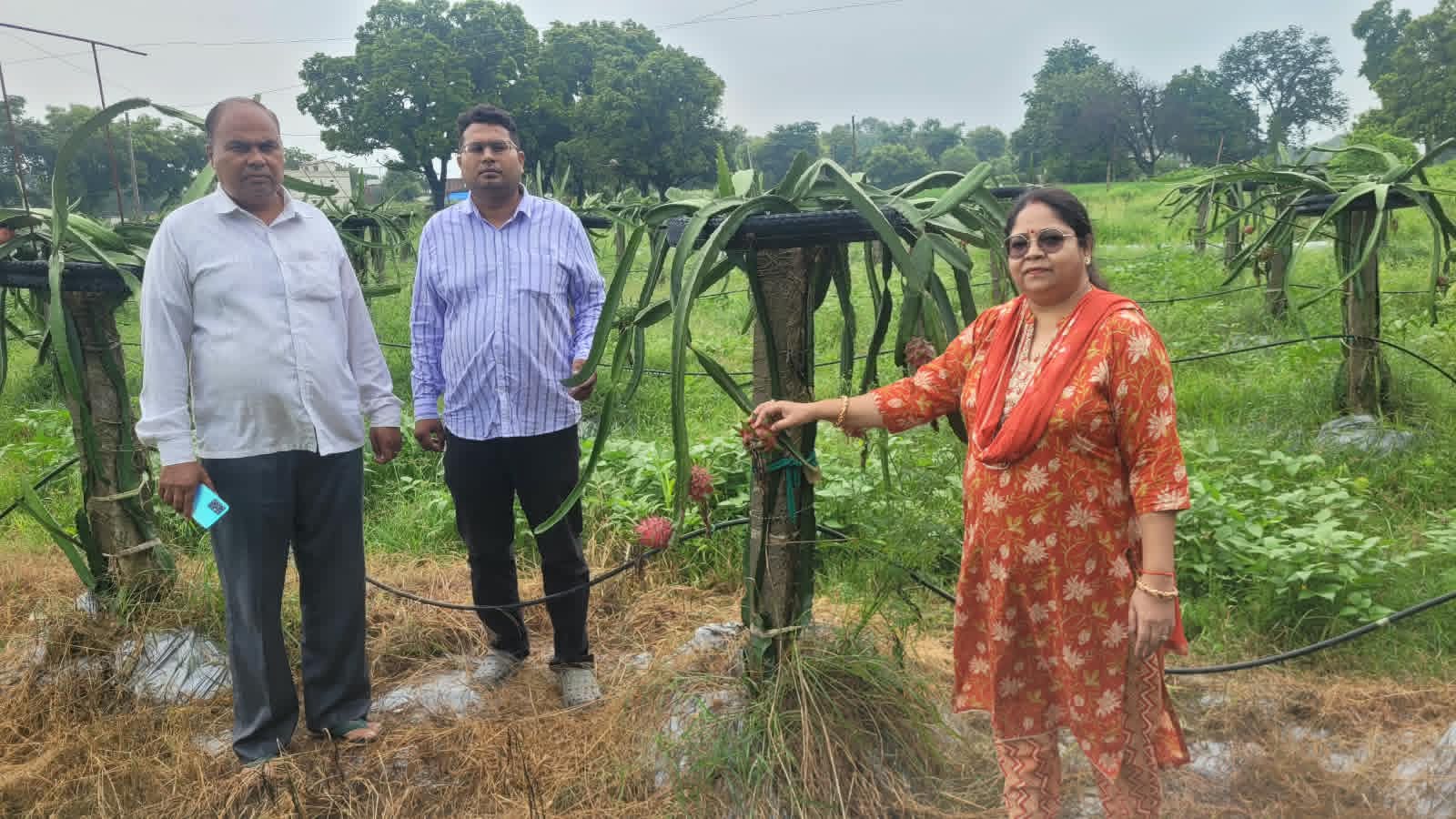 जौनपुर।* मुफ्तीगंज ब्लॉक के पसेरा गांव निवासी युवा किसान अर्पित मेस्सी पुत्र मार्टसन मेस्सी ने पारंपरिक खेती से हटकर ड्रैगन फ्रूट की व्यावसायिक खेती को अपनाकर 