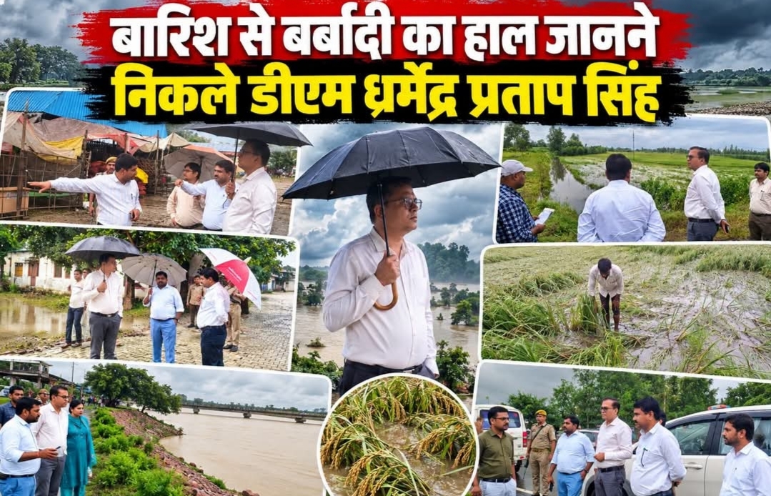 शाहजहांपुर में बारिश से हाहाकार: खेत बने तालाब, पकी धान की फसल बिछी** - 60 घंटे की बारिश और तेज हवाओं का कहर; 48 घंटे में 342 मिमी बारिश, धान-गन्ना-तिल्ली को भा